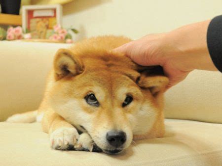 Sad Doge NFT of famous Shiba Inu Kabosu sold for $2 Million