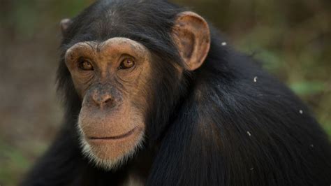 The UN wants to protect nut-cracking chimps’ unique culture | CNN