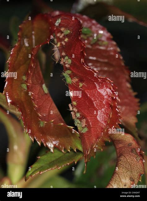 Rose aphids hi-res stock photography and images - Alamy