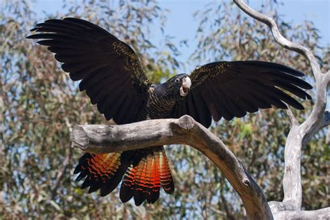 Taronga Zoo - The Rhyme of Sim' | Cockatoo, Birds of australia, Australian native birds