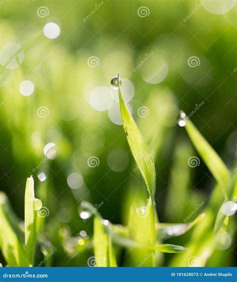 Dew drops on green grass stock image. Image of clean - 101628073