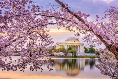 Where To Stay, Eat, And Play: Your 2023 Guide To Cherry Blossom Season In Washington, D.C.