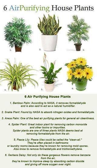 Air purifying house plants | Air purifying house plants, Plants, House ...