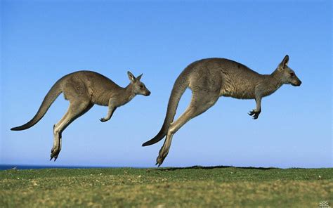 jumping kangaroos | Animals beautiful, Australian animals, Animals