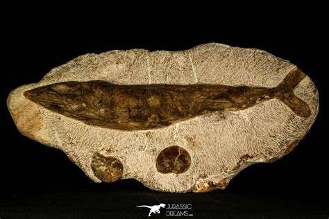 Museum Grade 13.41 Inch Goulmimichthys arambourgi 3D Fossil Fish + 2 Ammonites - Upper ...