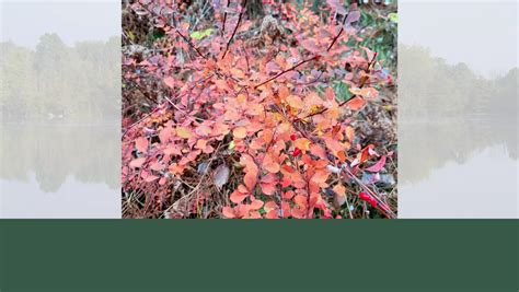 Invasive Species: Japanese Barberry - Steigerwaldt Land Services