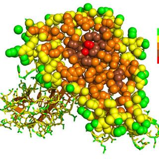 Cross-section of a growth hormone and growth hormone receptor complex | Download Scientific Diagram