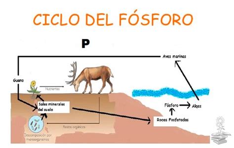 El Ciclo del Fósforo o Ciclo Biogeoquímico del Fósforo 🔁 P🌱