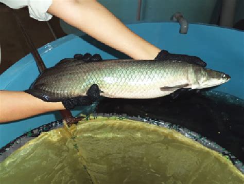 Soy-based feeds evaluated for production of Amazonian paiche ...