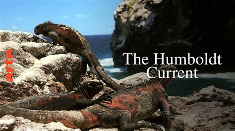 The Humboldt Current - From Peru to the Galapagos Islands - Watch the ...