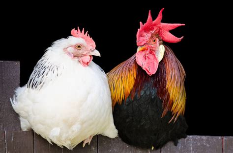 How To Tell A Rooster From A Hen: 5 Easy Differences Explained