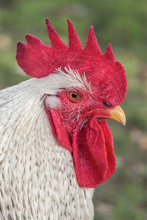 Rooster Face Photograph by Steven Jones - Pixels