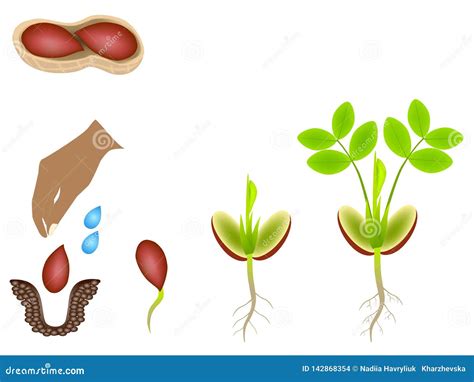 Peanut Growing Stages Vector Illustration In Flat Design. A Cycle Of ...