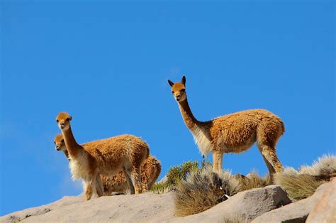 What Animals Live In The High Mountains? - WorldAtlas