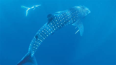 A Trip to Australia’s Most Pristine Reef, Where You Can Sustainably Swim With Humpbacks and ...