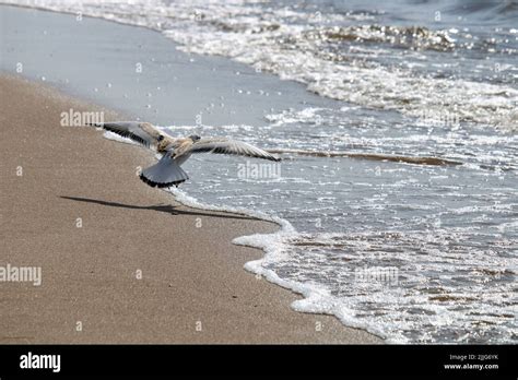 The beautiful nature of Latvia Stock Photo - Alamy