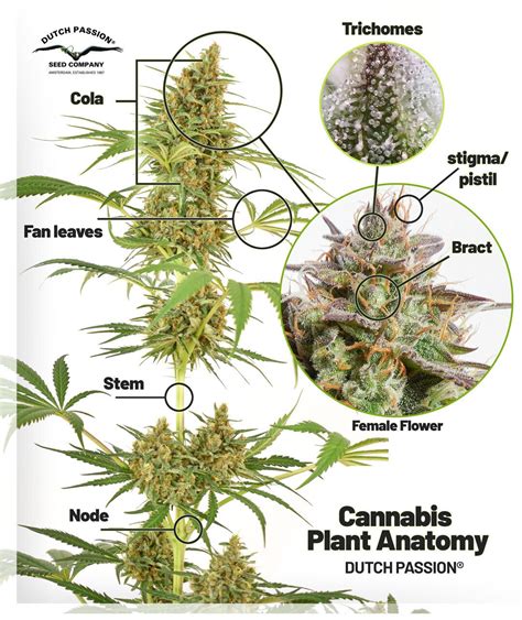 Cannabis Flower Anatomy