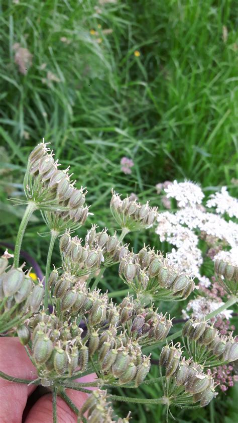 Common Hogweed (Heracleum Sphondylium) Identification