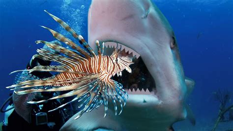 Teaching Sharks (and Eels) to Attack Invasive Lionfish - YouTube