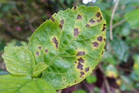 Bacterial Leaf Spot: Identify, Prevent and Treat it