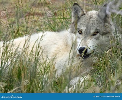 Wolf stock image. Image of laying, detail, living, creature - 54412527