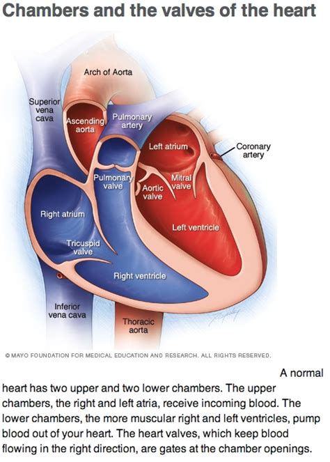 Chambers and valves of the heart | alvinalexander.com