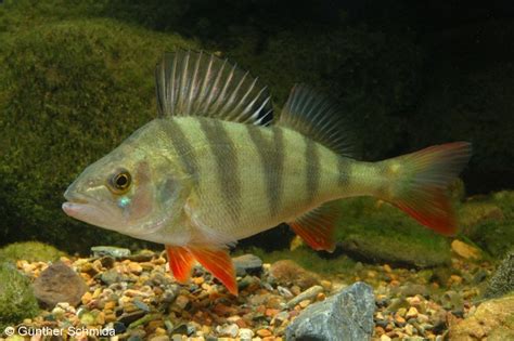 Redfin Perch - Know Your Fish - Hastings Fly Fishers