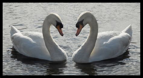 Symmetry in Nature | Taken at Martin Mere (situated halfway … | Flickr