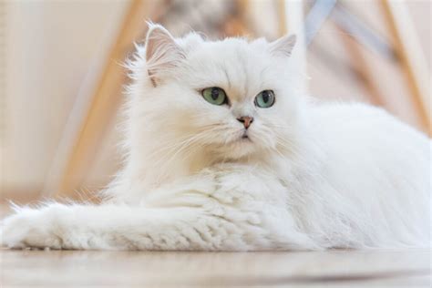 Doll Face Persian Cat: Everything you need to know - Cat Queries