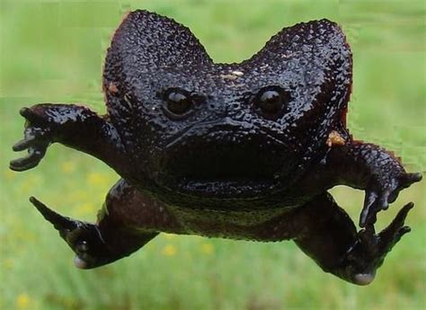 Imgur | Frog, Unusual animals, Funny frogs