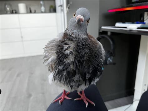 Why Do Pigeons Bob Their Head? - PIGEONHOW.COM