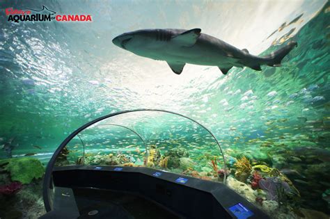 Sleeping with sharks an option at Ripley's Aquarium in downtown Toronto - Travelweek