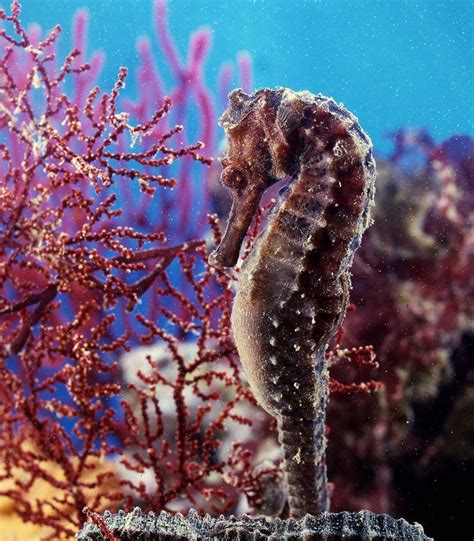 16 Amazing Seahorse Photos | MostBeautifulThings | Seahorse, Marine plants, Water animals