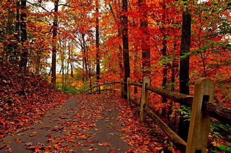 Nature trees colorful road autumn path forest leaves park wallpaper | Fall desktop backgrounds ...