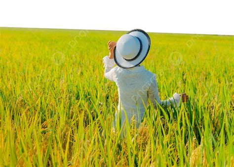 Autumn Rural Scenery People, Fall, Rural, Rice PNG Transparent Image ...