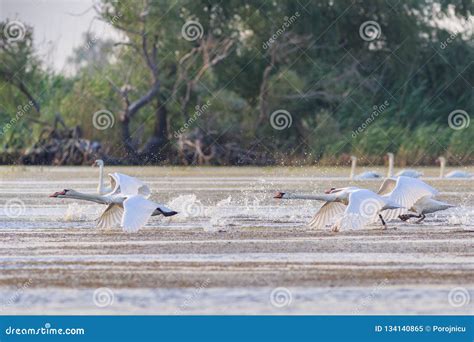 White swans in flight stock image. Image of summer, background - 134140865