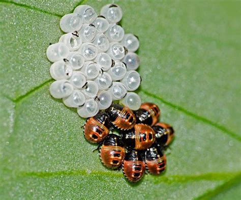 10 Fascinating Facts About Ladybugs | Ladybug larvae, Fun facts, Ladybug