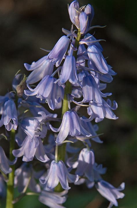 The Ring of Spanish Bluebells - Cary Magazine