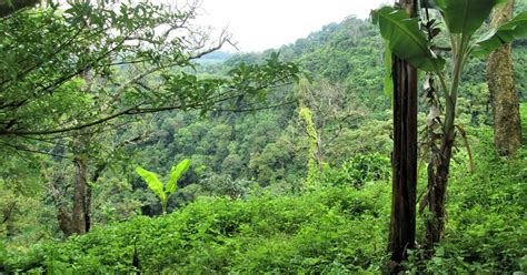 Inside the Darién Gap, one of the world's most dangerous jungles - The ...