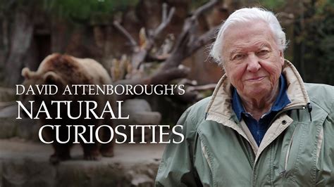 Prime Video: David Attenborough's Natural Curiosities - Season 1