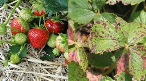 Strawberry Plant diseases and Preventing