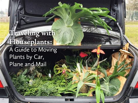 Traveling with Houseplants: A Guide to Moving Plants by Car, Plane and | Moving plants, Plants ...