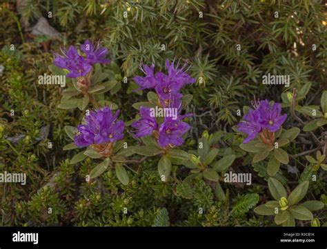 Lapland Rhododendron, Rhododendron lapponicum in flower in spring ...