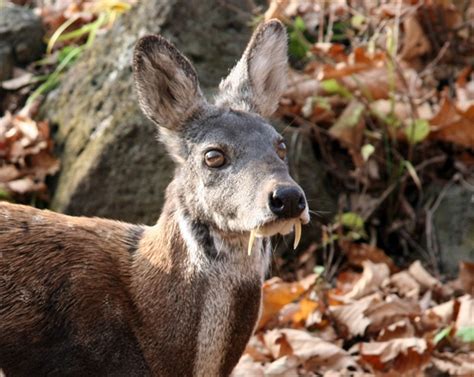 Musk Deer Poaching in Russia Linked to Logging Roads > Newsroom