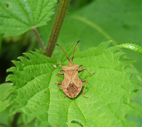 Controlling Squash Bugs | Garden Guides