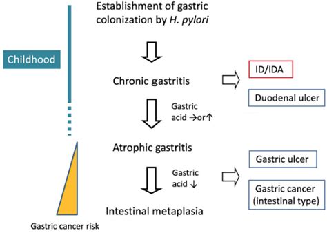 JCM | Free Full-Text | Helicobacter pylori-Associated Iron Deficiency Anemia in Childhood and ...