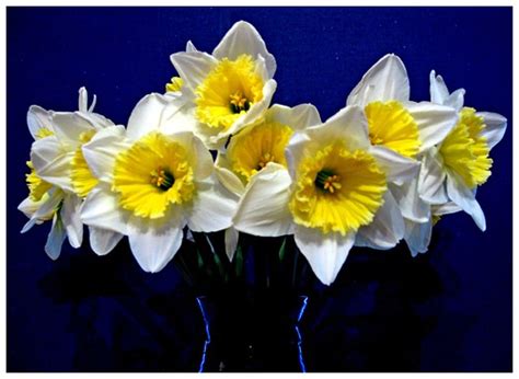 Daffodils and stars | Kitchen daffodils on the windowsill. | Old_Man_Leica | Flickr