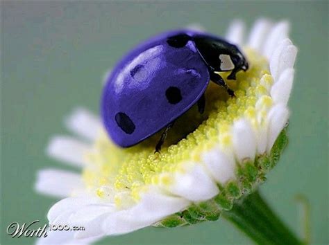 Vaquita | Beautiful bugs, Purple ladybugs, Animals beautiful