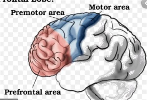 chapter 14 - decision making, brain region involved in decision making ...