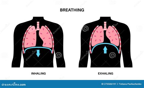 Breathing Process. Respiration System Diaphragm. Inhalation And ...